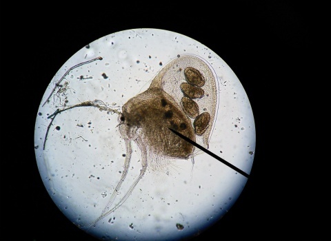 Слава Жихарев. Holopedium gibberum (Zaddach, 1855) – представитель холодноводной арктической фауны ветвистоусых ракообразных. 