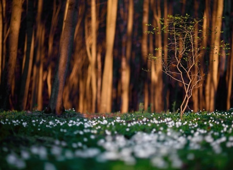 Михаил Копычко. Весна в волшебном лесу, Могилевский район, Беларусь
