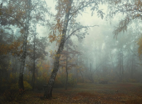 Федосова Ксения - Чем дальше в лес