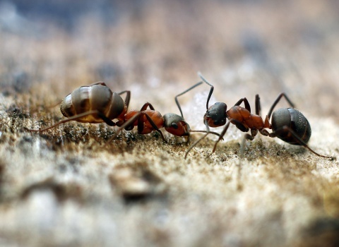 Жихарев Вячеслав. Рыжий лесной муравей – Formica rufa (Linnaeus, 1761). Пара муравьев пьют воду. 
