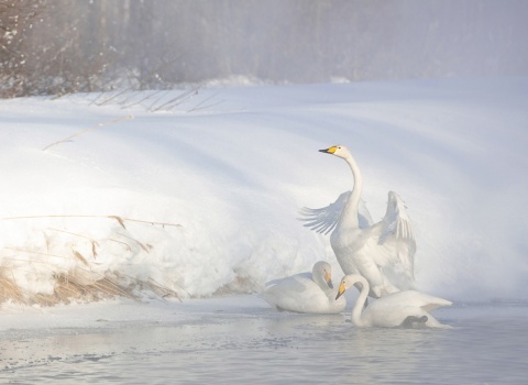 Кузьмина Ольга - Зимующие лебеди