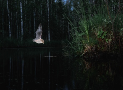 Чаланов Иван -&nbsp;Летучая мышь
Водяная ночница (Myotis daubentonii) поймала ночного мотылька над поверхностью лесного озера. Республика Коми, Усть-Куломский район.